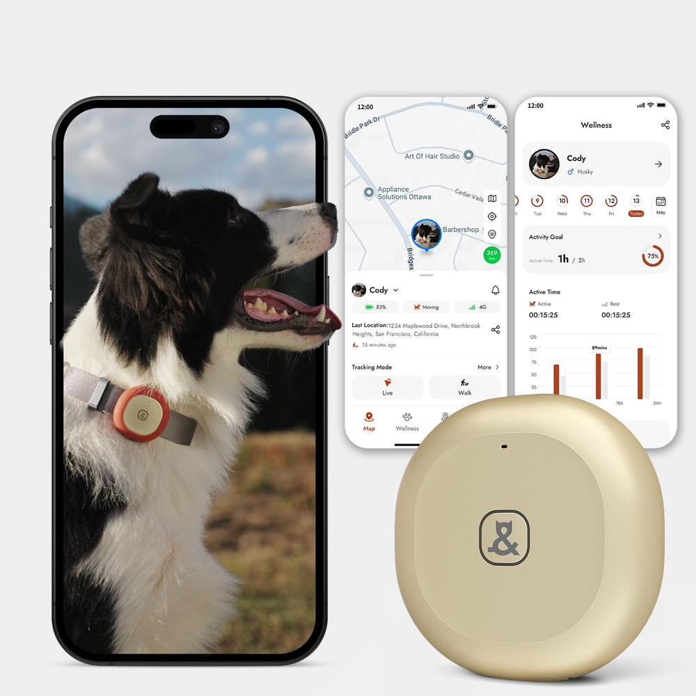 Molly&Cody GPS Bluetooth pet tracker real-time location for quick spot checks.