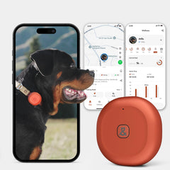 Molly&Cody GPS-Bluetooth tracker on pet collar enables real-time location.