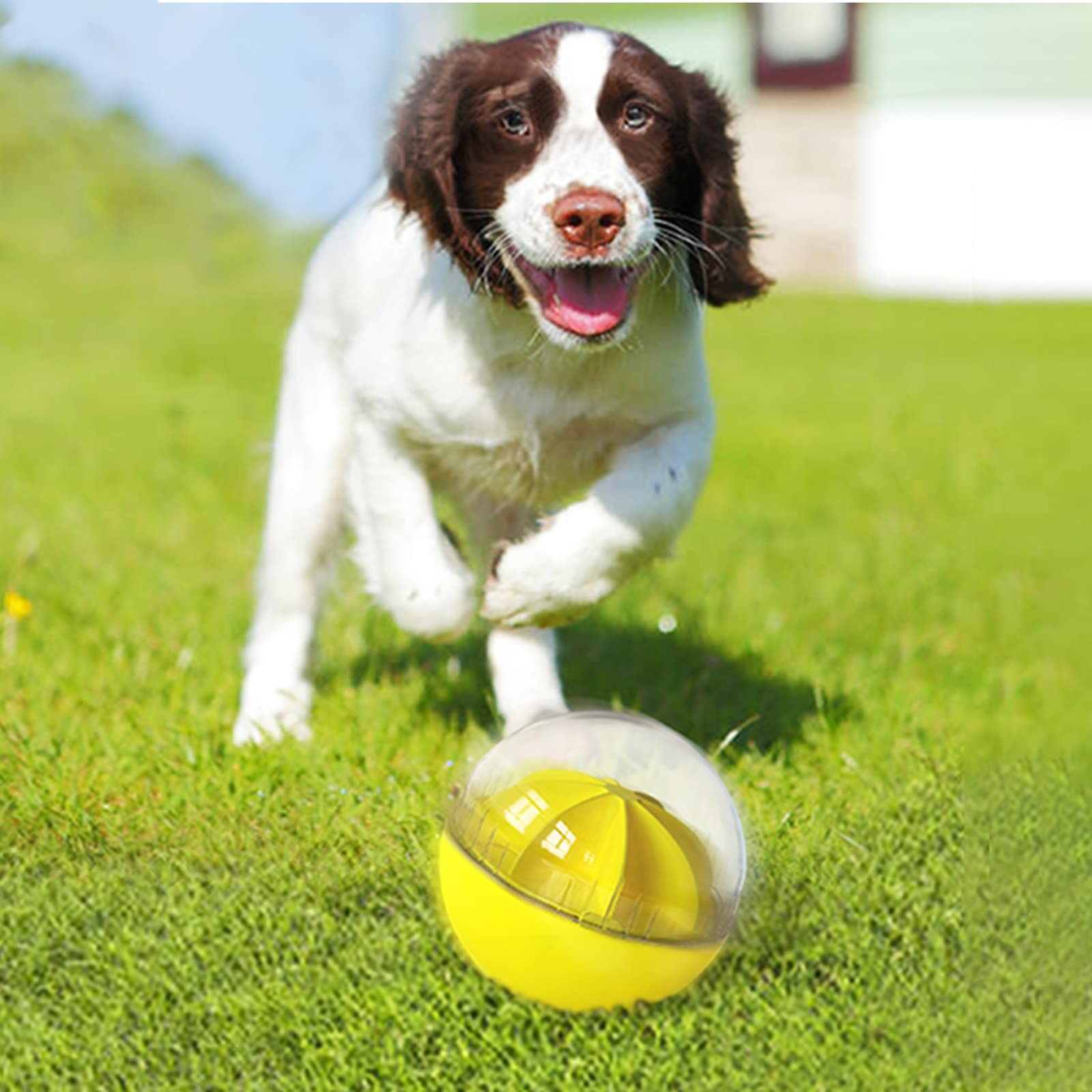 Monotre dog treat ball family playtime strengthens bonding during training.