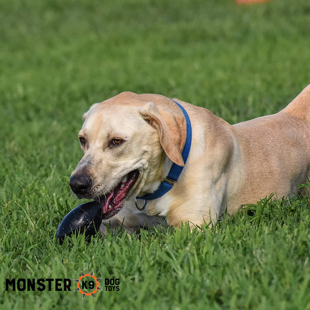 Monster K9 Football in retrieval sessions aids mental engagement.