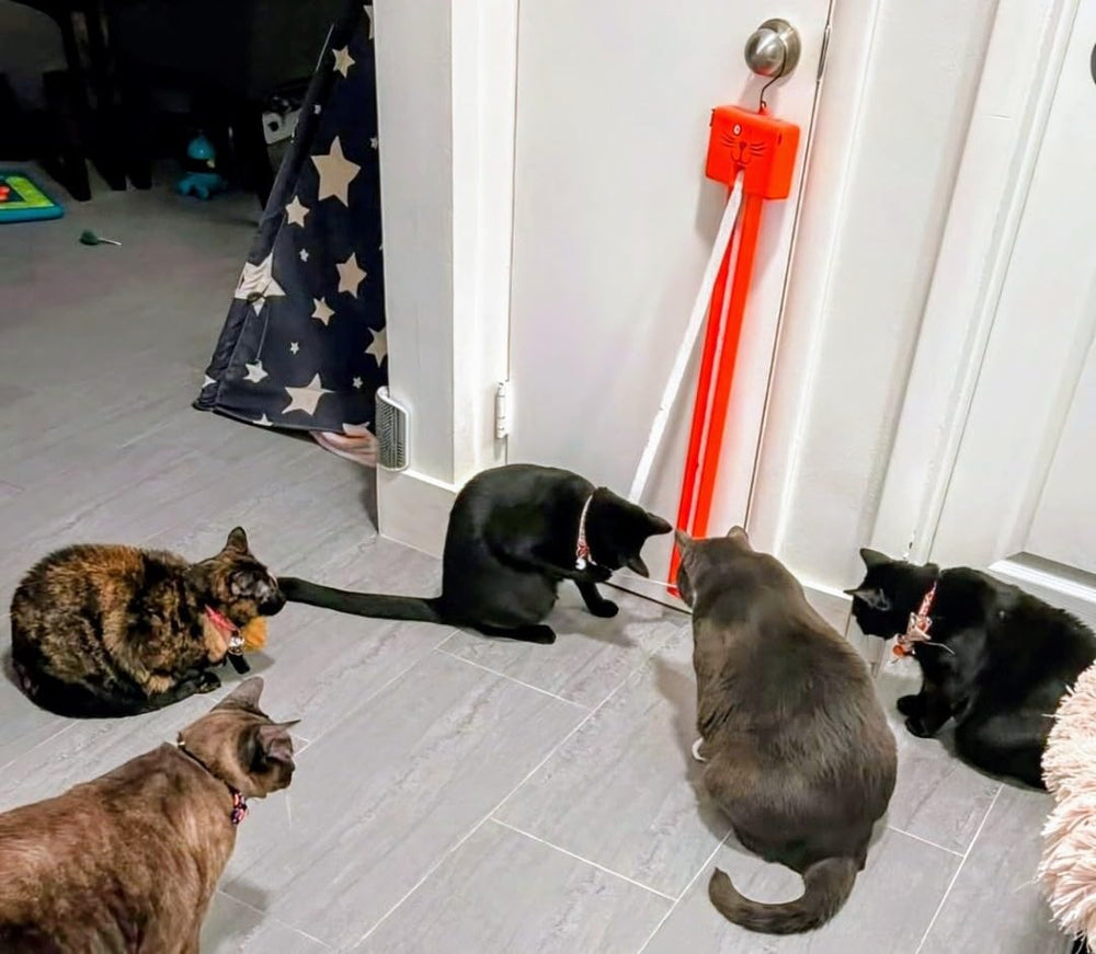 Moody Pet Fling-ama-String soft conveyor belt reveals the string.