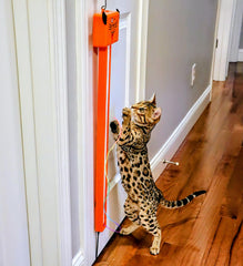 Moody Pet Fling-ama-String long string trailing invites chasing play.