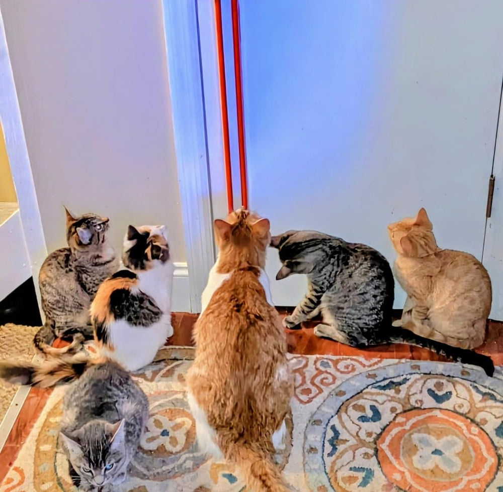 Moody Pet Fling-ama-String two-speed control suits frisky or relaxed cats.