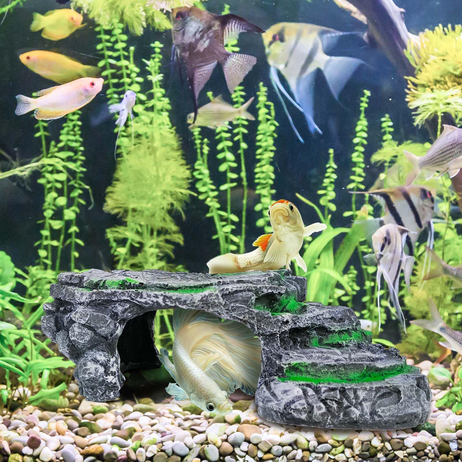 MoonOrange Aquarium Terrarium Setup with Platform – versatile integration for species.
