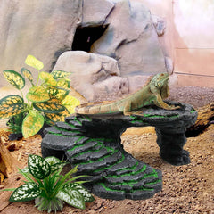 Moonorange plants with pedestals ensure stable placement in tanks