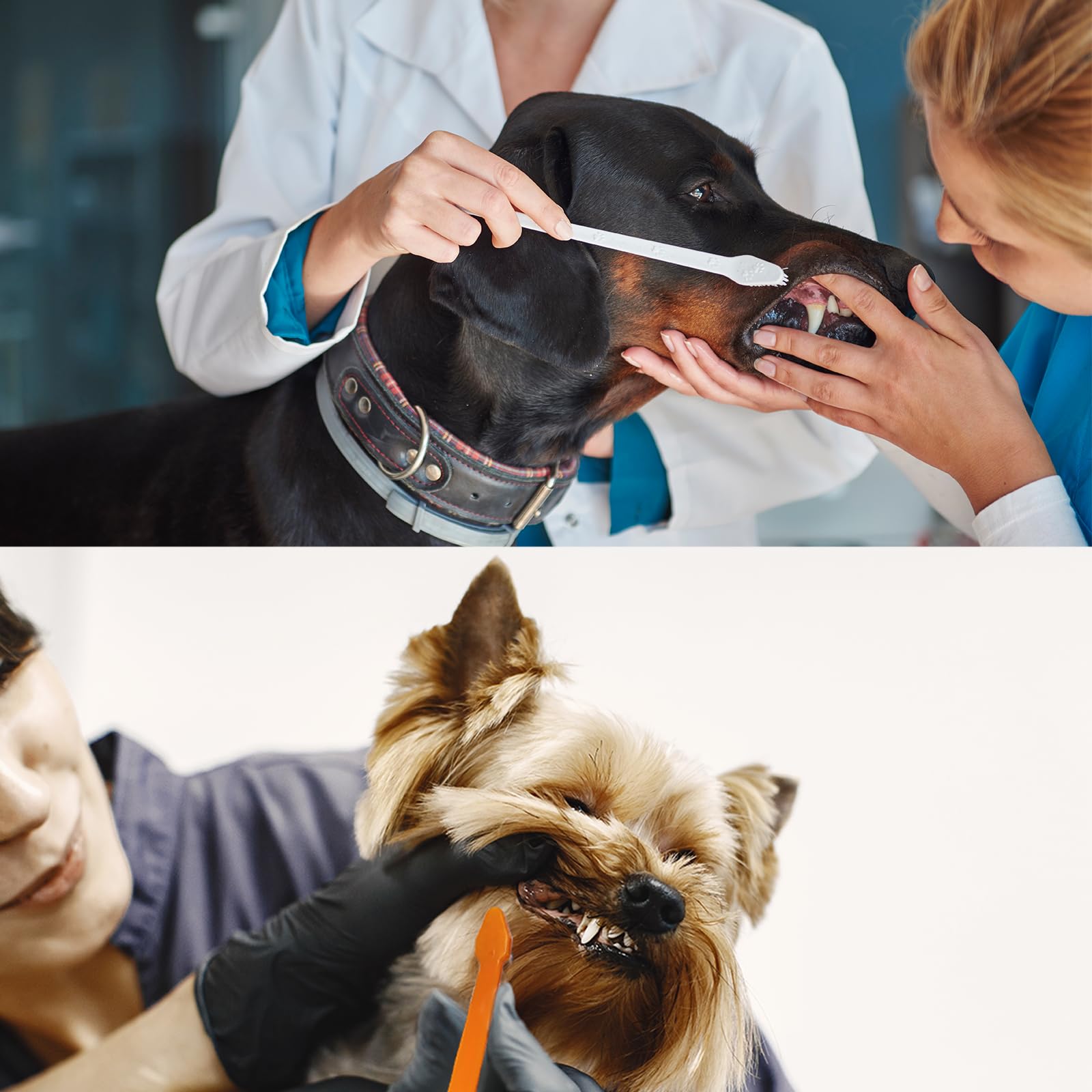 MoonyMars pet toothbrush suitable for dogs and cats in daily routine.