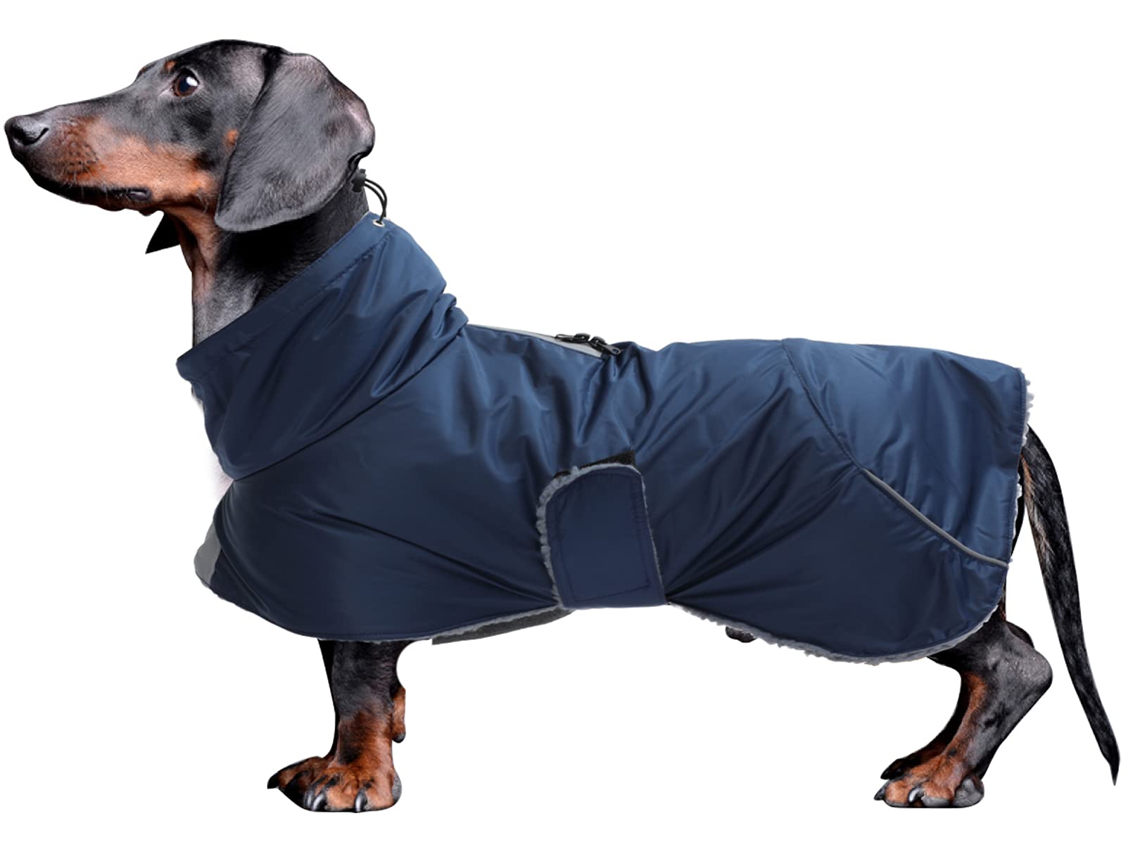 Morezi dachshund coat navy front view shows waterproof shell for rainy walks.