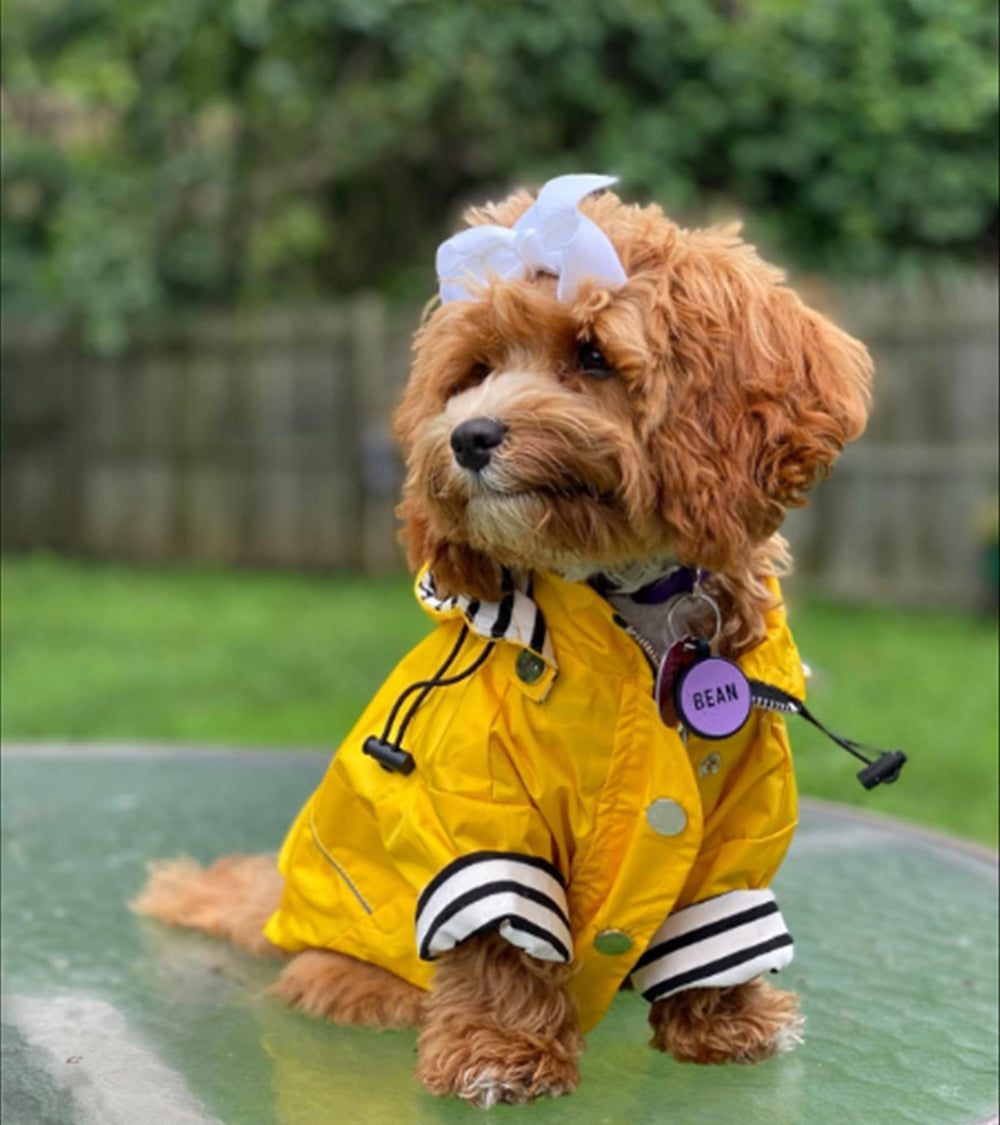 Morezi raincoat size range 8 to 80 lbs supports many breeds in yellow medium