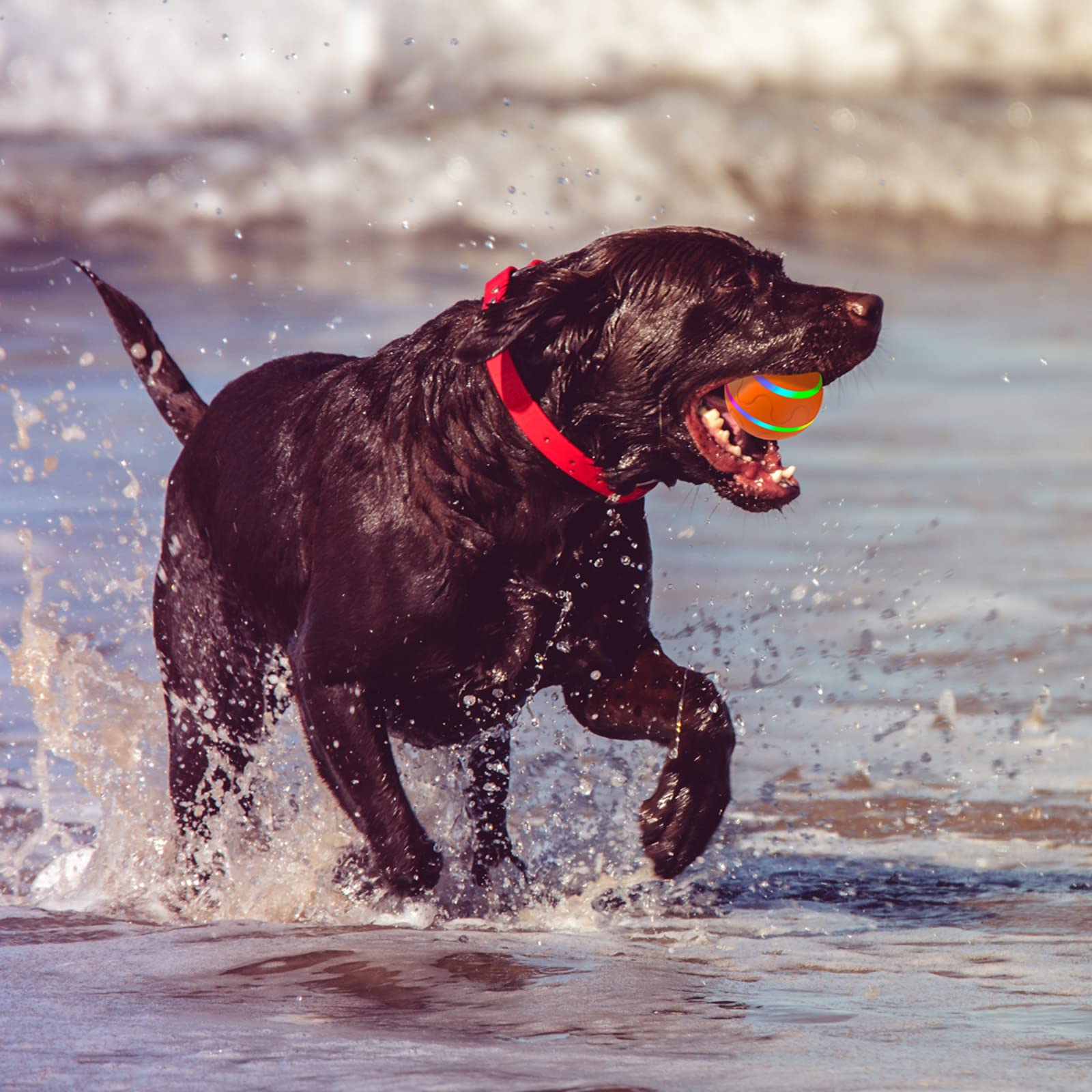 morhandisn interactive dog ball waterproof IP54 for indoor outdoor use.
