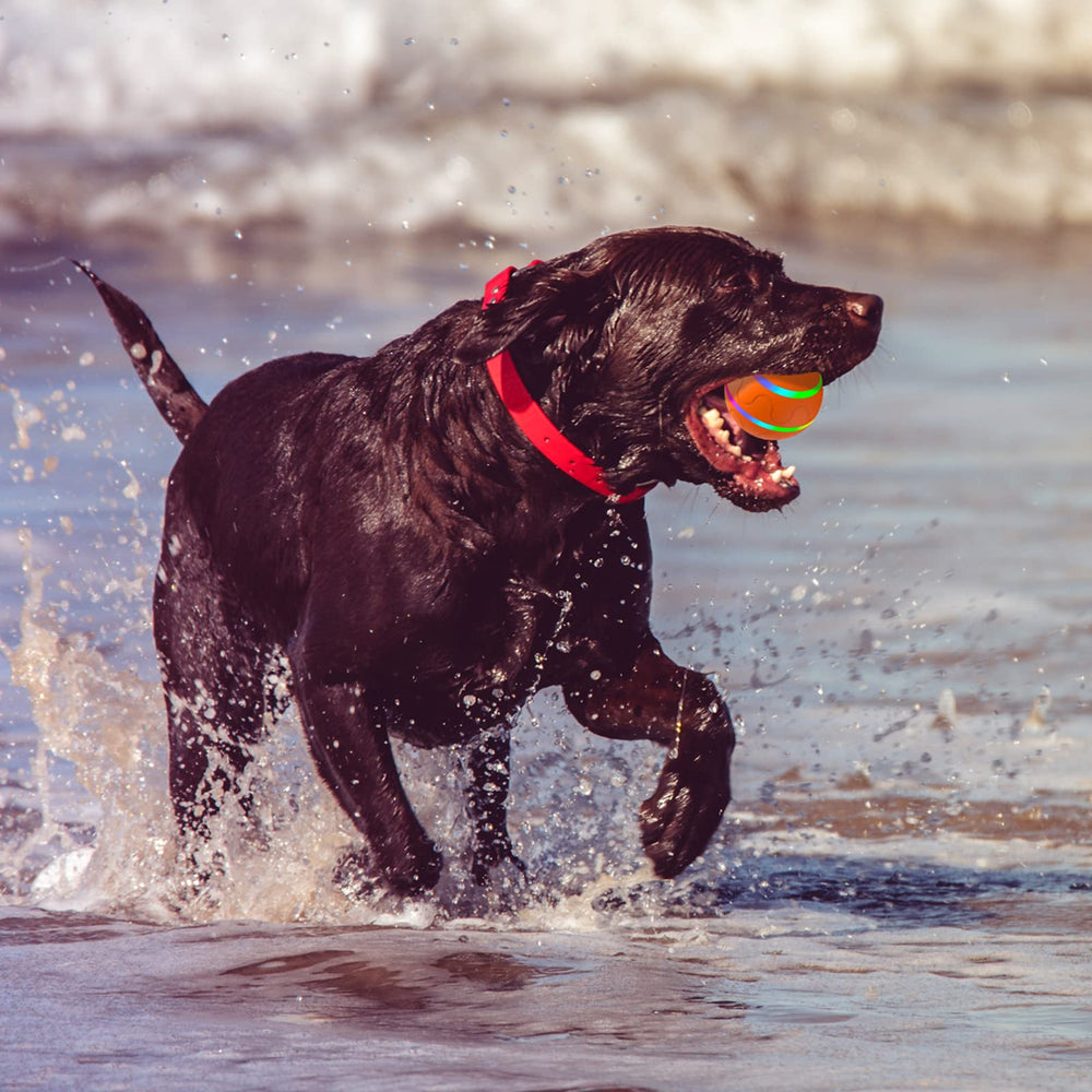 morhandisn interactive dog ball waterproof IP54 for indoor outdoor use.