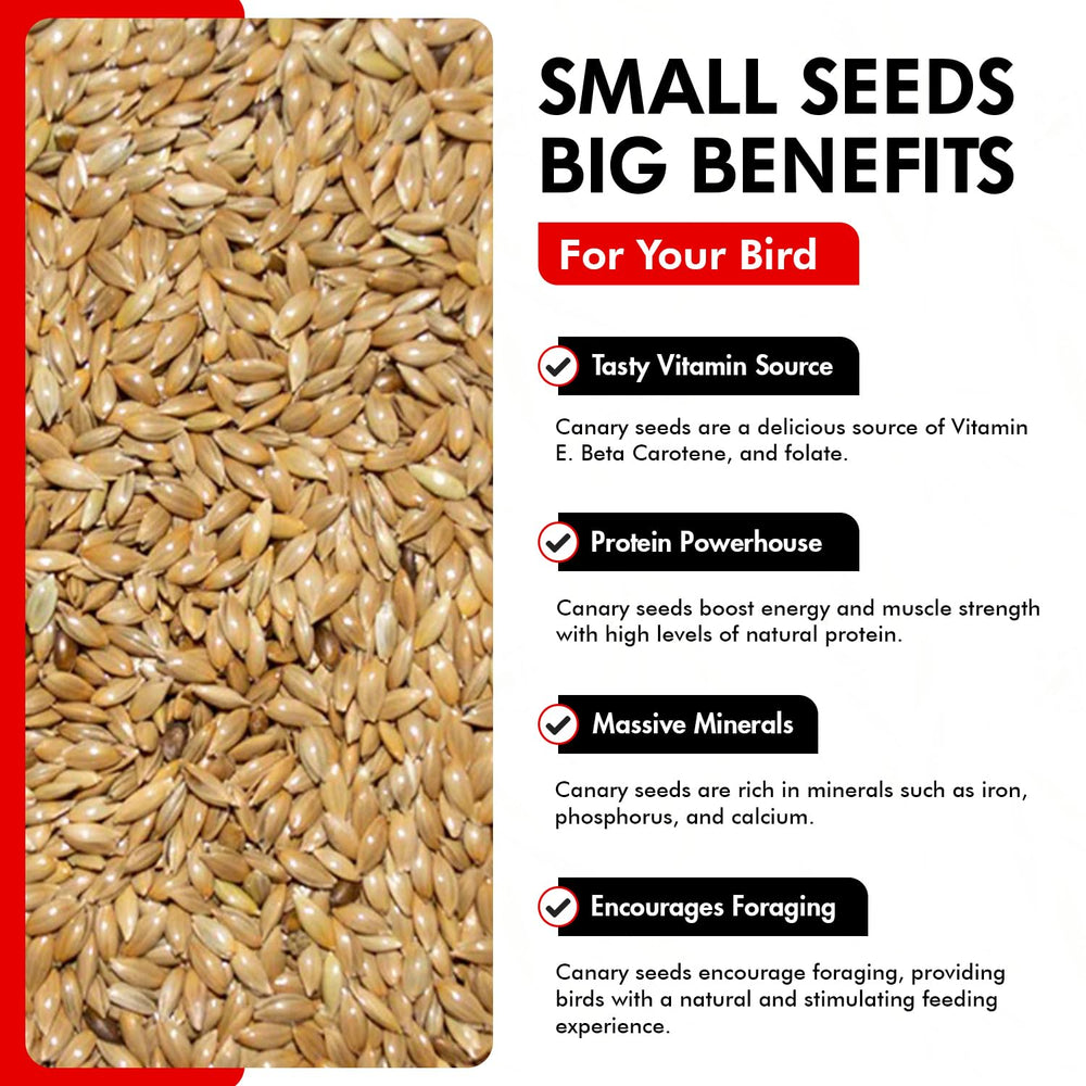 Morning Bird Canary Seed lipase feature aids natural fat metabolism for steady energy