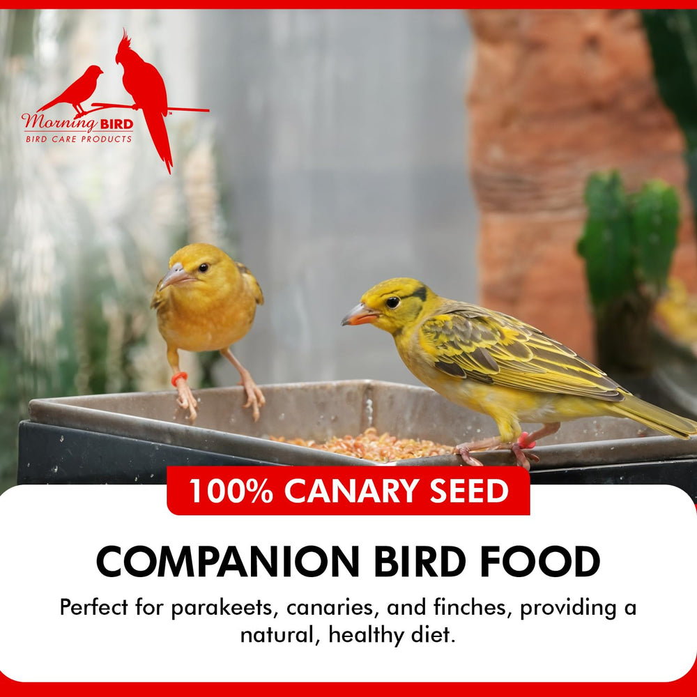 Morning Bird Canary Seed ideal for finch and parakeet diets promoting varied nutrition