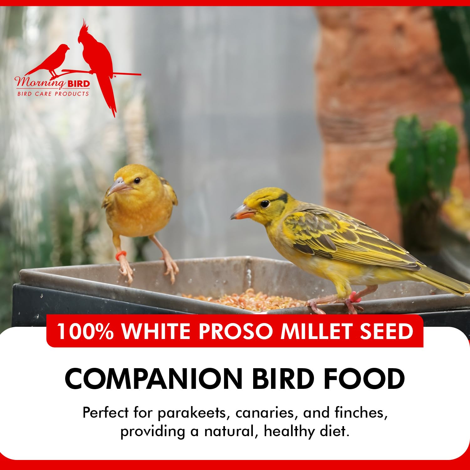 Morning Bird Finches and parakeets enjoying seeds—easy to mix into diets.