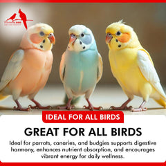 Morning Bird Probiotics powder-dispense scene demonstrates easy mixing into water.