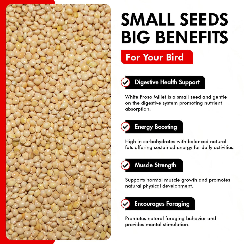 Morning Bird White Proso Millet seed texture—visually appealing, premium seed choice.
