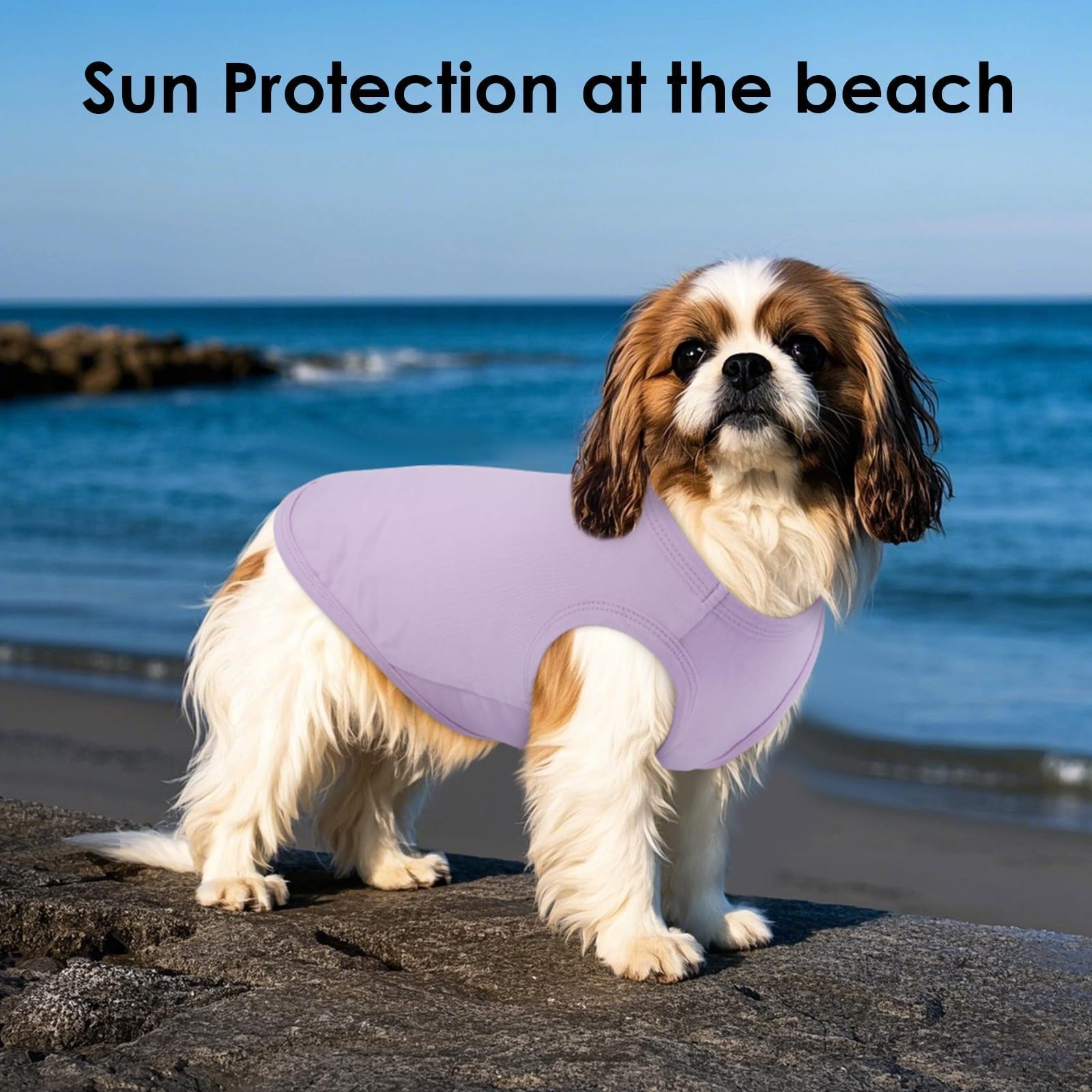 MORVIGIVE rain-friendly dog shirt in action during light rain.