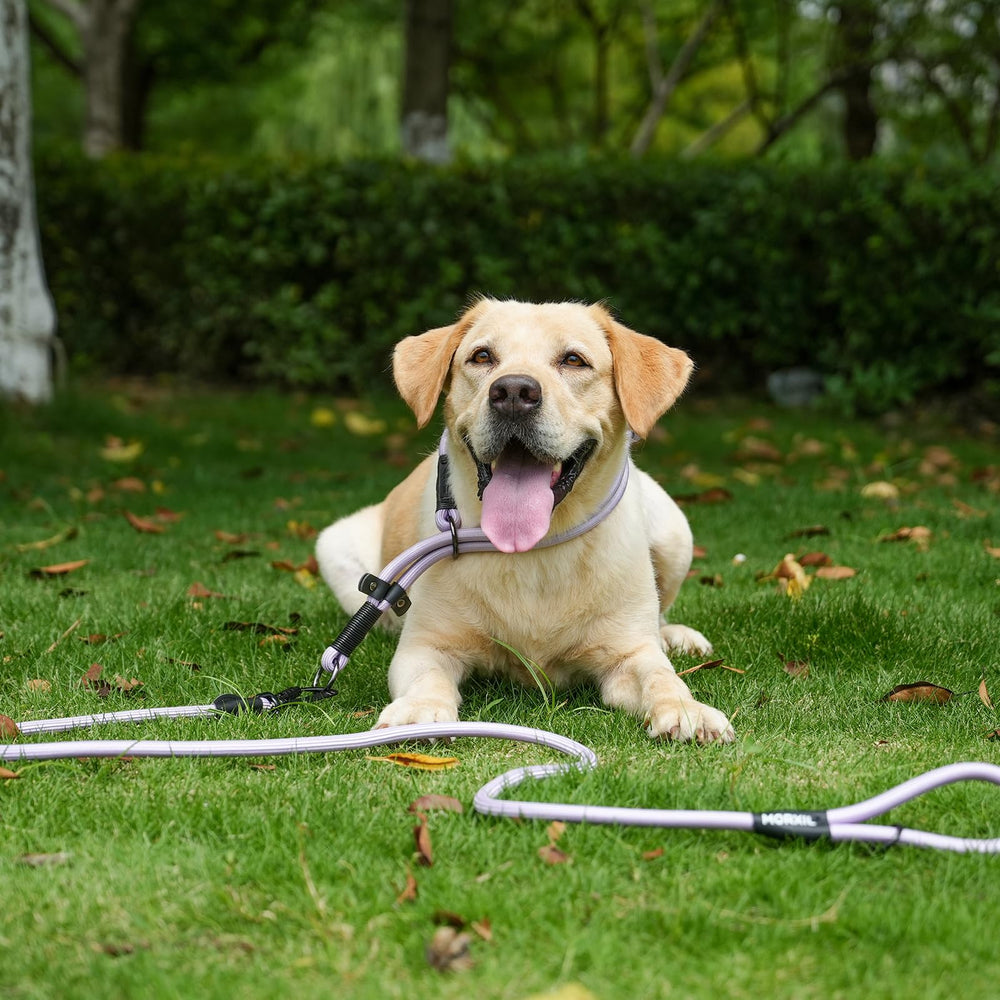 MORXIL leash 4/6 ft length balances proximity and freedom.