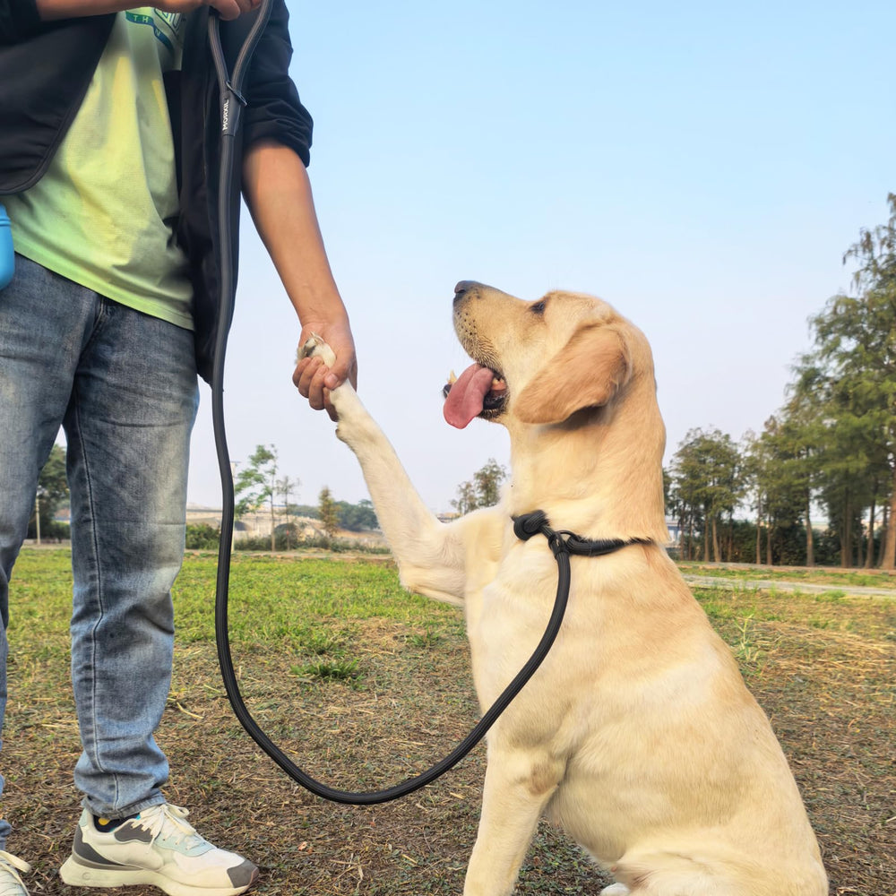 MORXIL adjustable strap fits most dogs comfortably