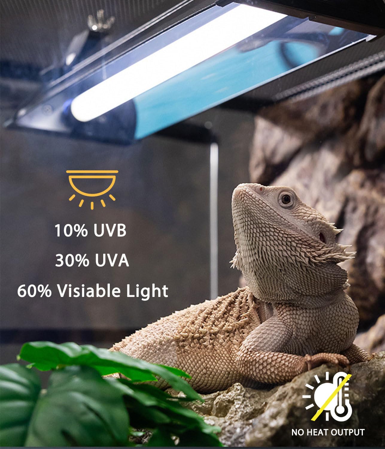 MouMouPurr desert ecosystem light supports desert reptile photic cycle