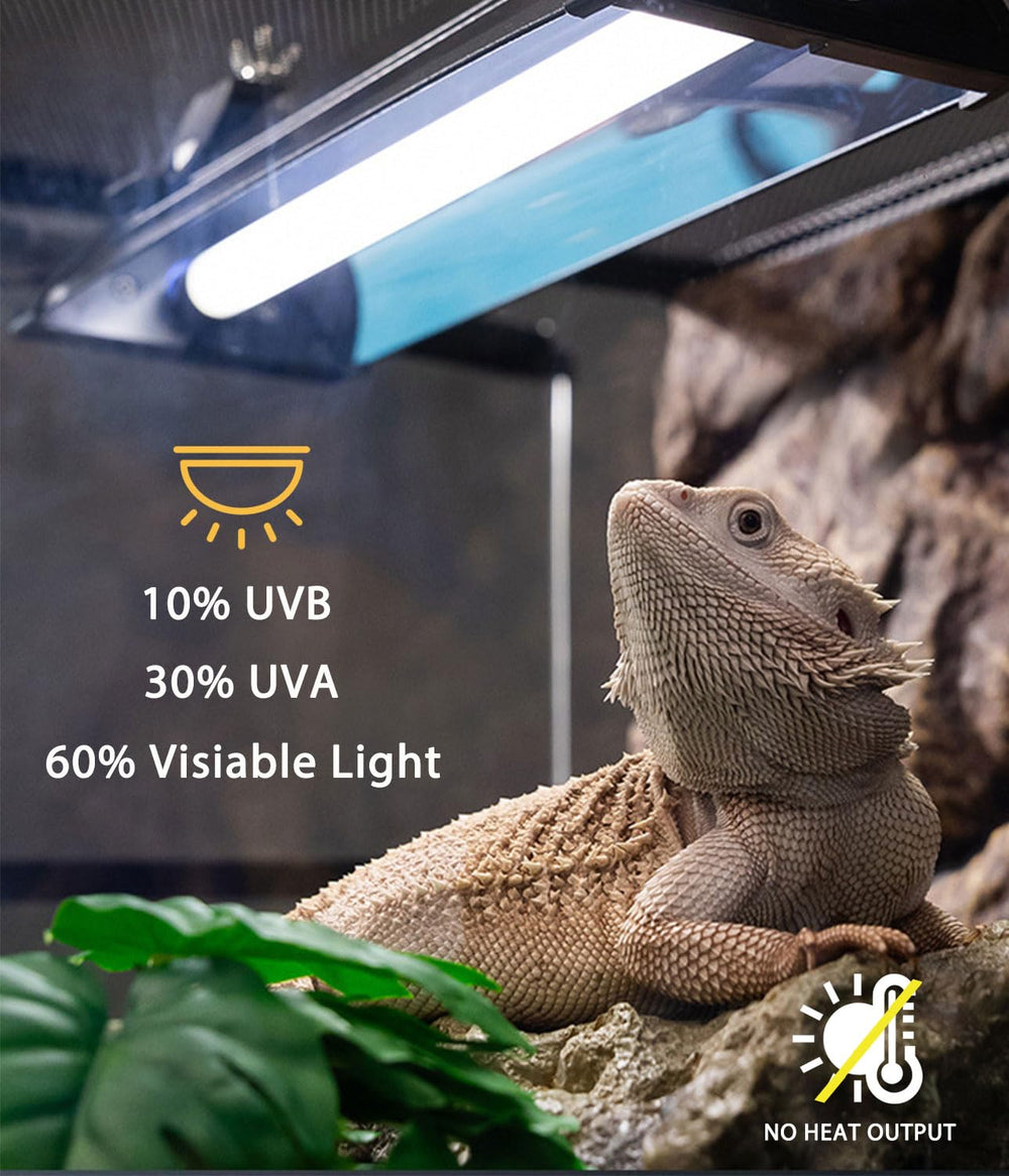 MouMouPurr desert ecosystem light supports desert reptile photic cycle