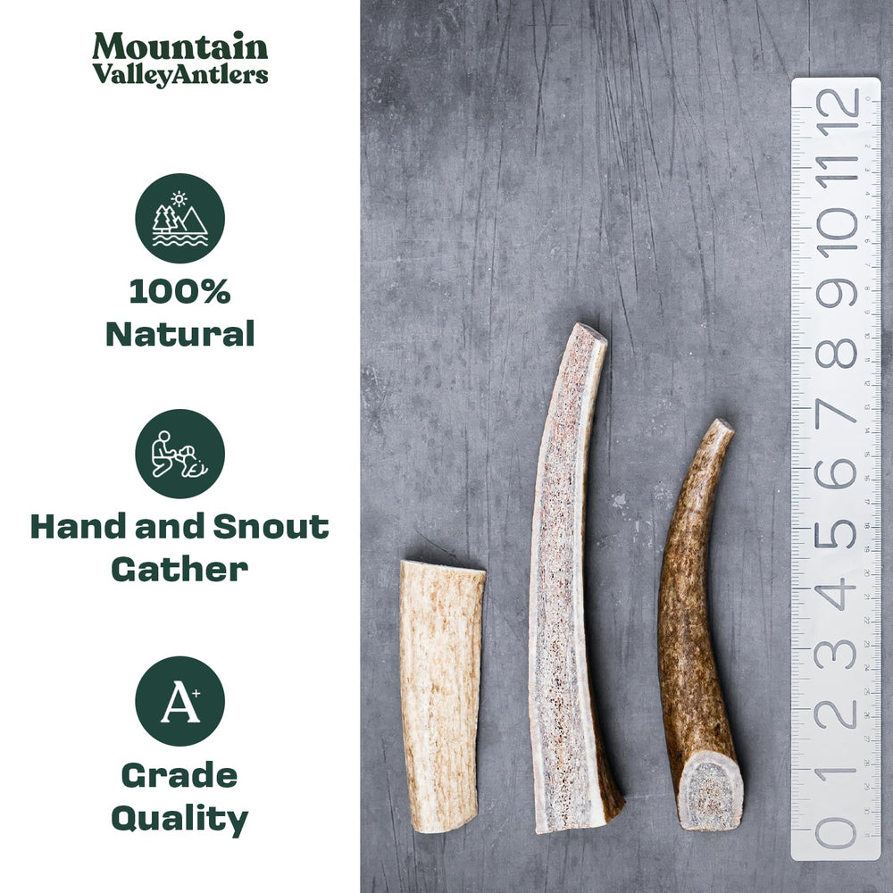 Mountain Valley Antlers dog-chew action shot for aggressive chewers outdoors.