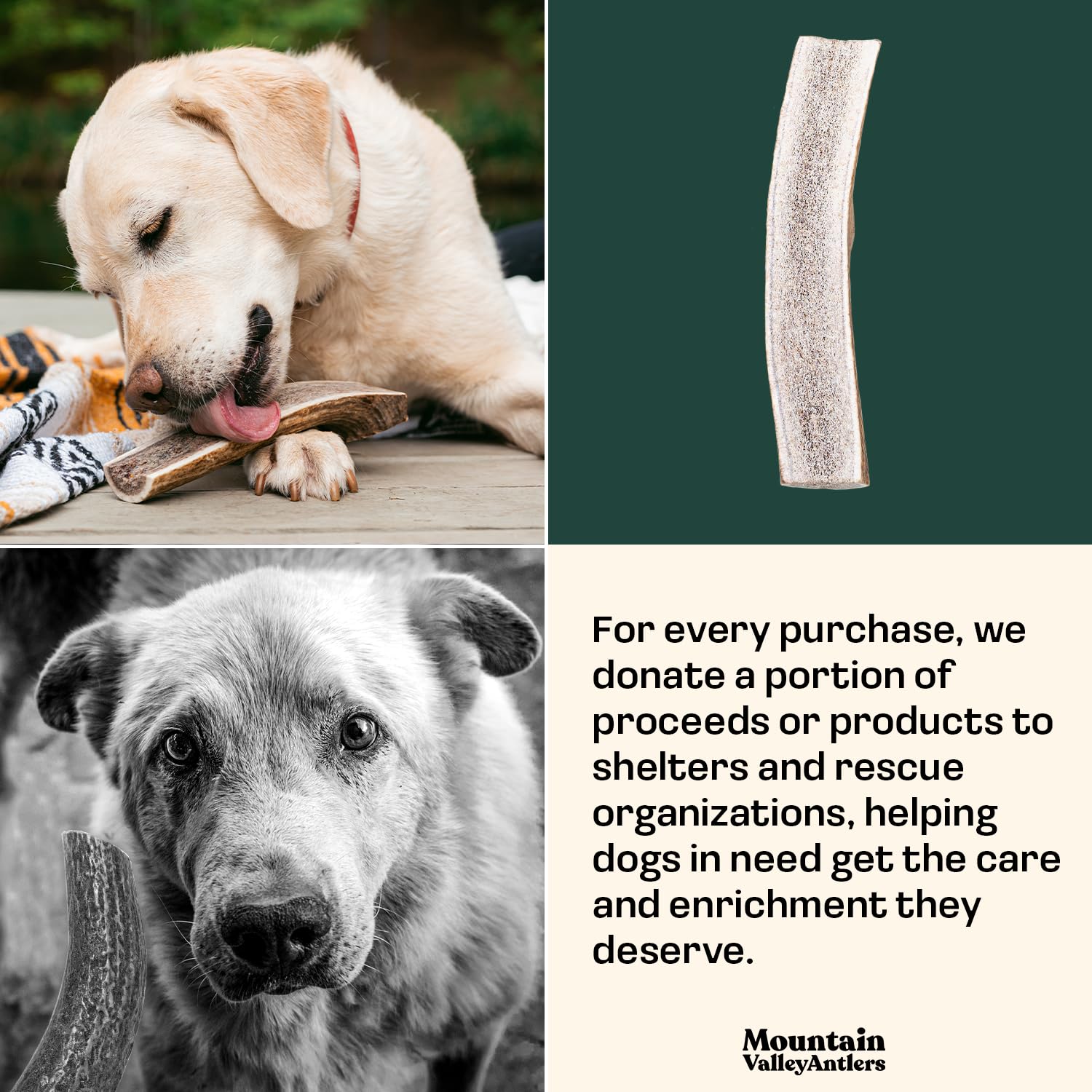 Mountain Valley Antlers ethically sourced, hand-gathered from US wilderness with no harm to animals.