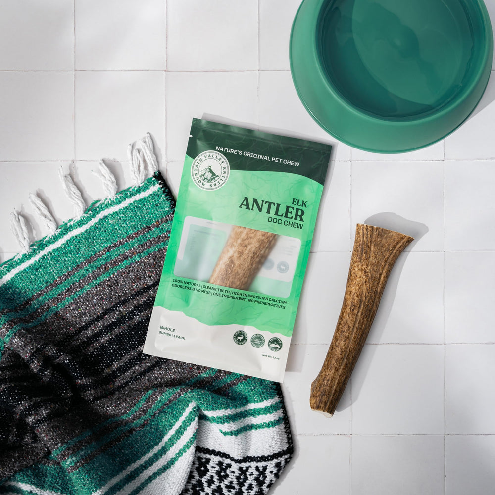 Mountain Valley Antlers in-use image shows a dog happily gnawing a safe, natural chew.