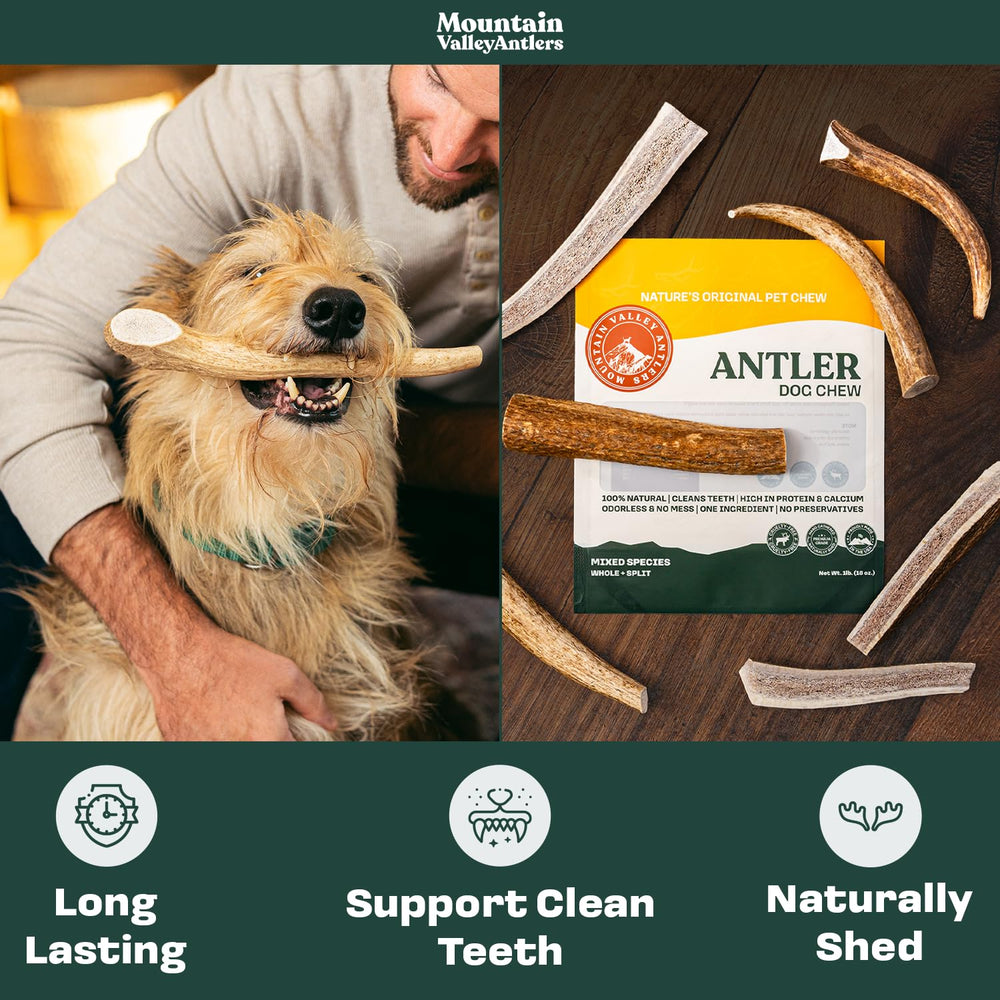 Mountain Valley Antlers odor-free display suitable for indoor use.
