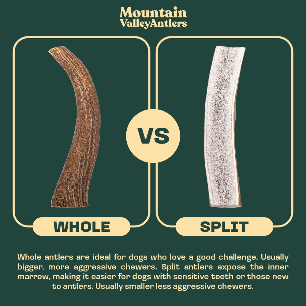 Mountain Valley Antlers whole-medium chew, great for mid-size dogs.