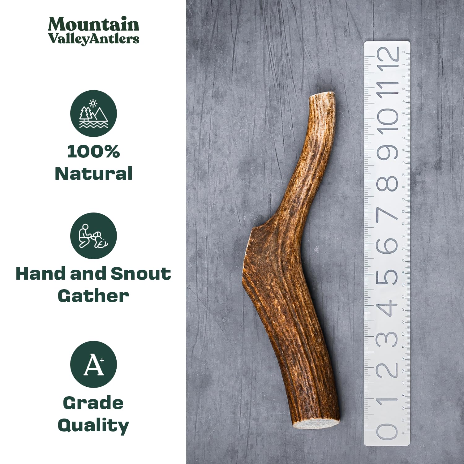 Mountain Valley Elk Antlers durable-gnaw close-up illustrates sturdy chew for aggressive chewers