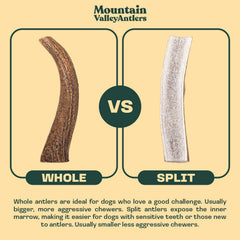 Mountain Valley Elk Antlers mess-free image shows clean floors and furniture