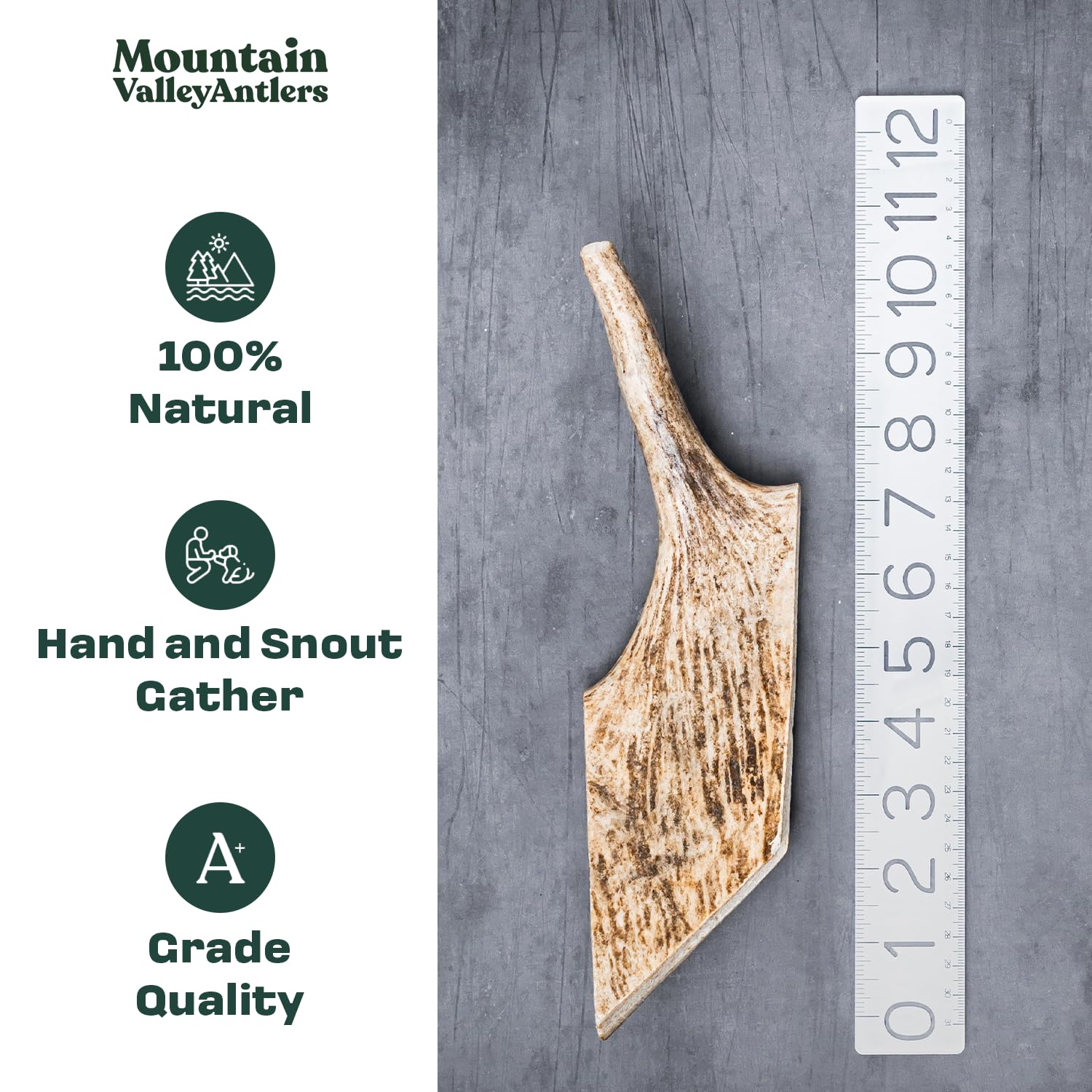 Mountain Valley Moose Antlers strong, durable texture suited for aggressive chewers