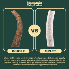 Mountain Valley Elk Antlers wild-foraged origin emphasizes natural sourcing and sustainability