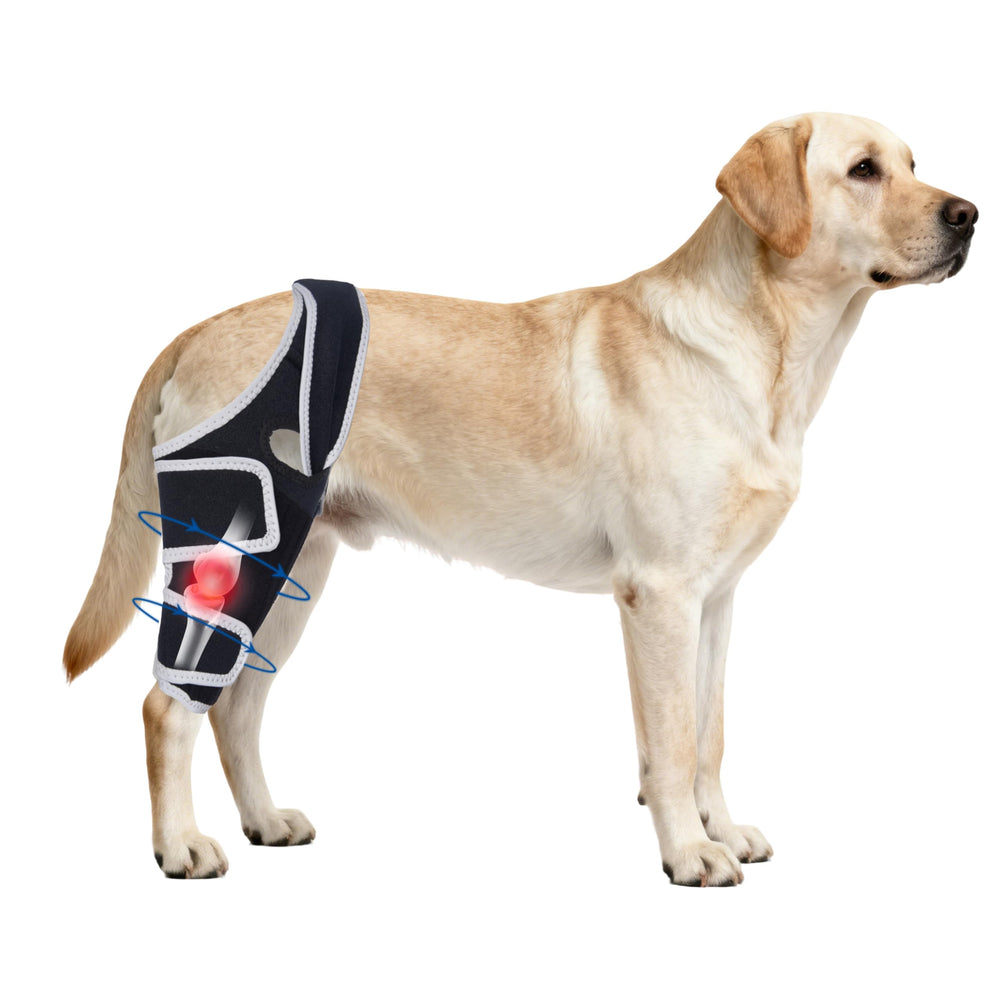 Moysoon dog knee brace universal design for all legs supports versatile use