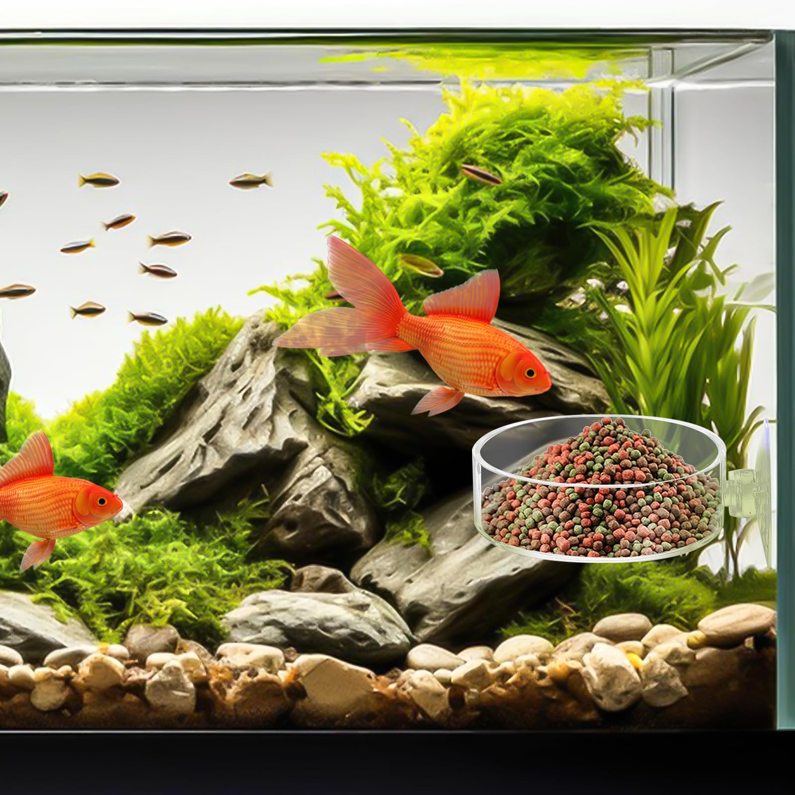 Mozeat Lens 2pcs pack provides multiple feeding options for small tanks