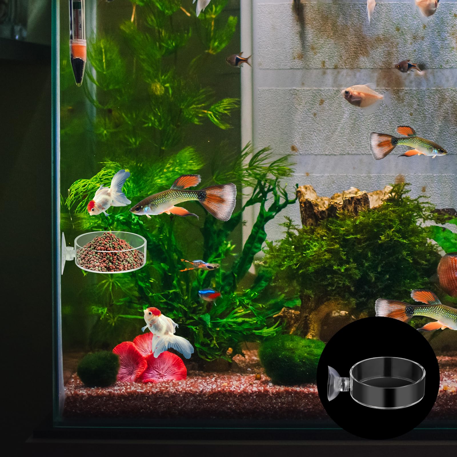 Mozeat Lens multipurpose feeder for shrimp, small fish, and reptiles