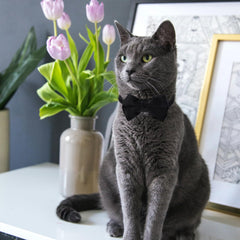 Mozeat Lens red velvet cat collar with bow for festive photos.