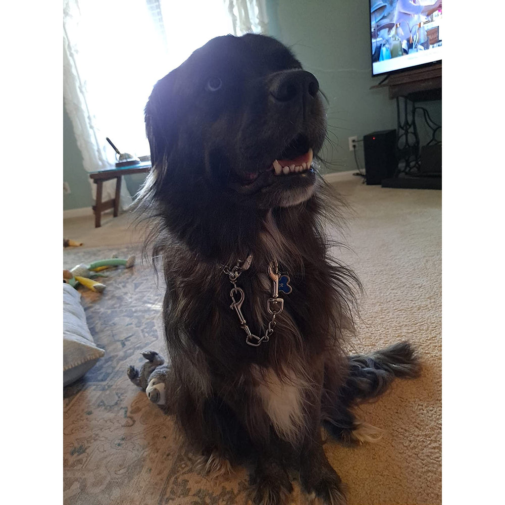 MOZETO harness-to-collar backup clip preventing escapes during outdoor activities.