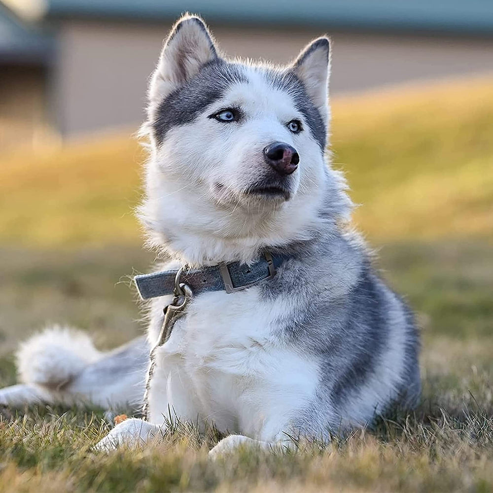 MOZETO product shows 7-inch size for small to medium dogs.