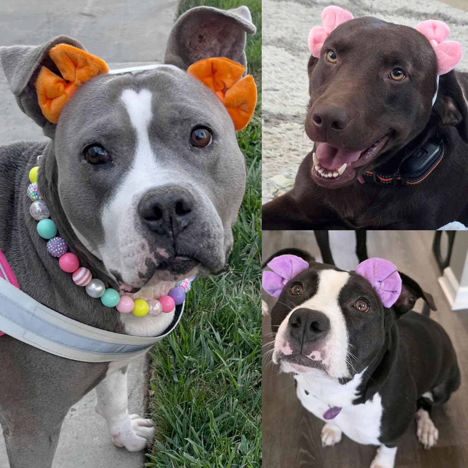 mqajdv dog hair double bow headband orange worn by dog for portraits