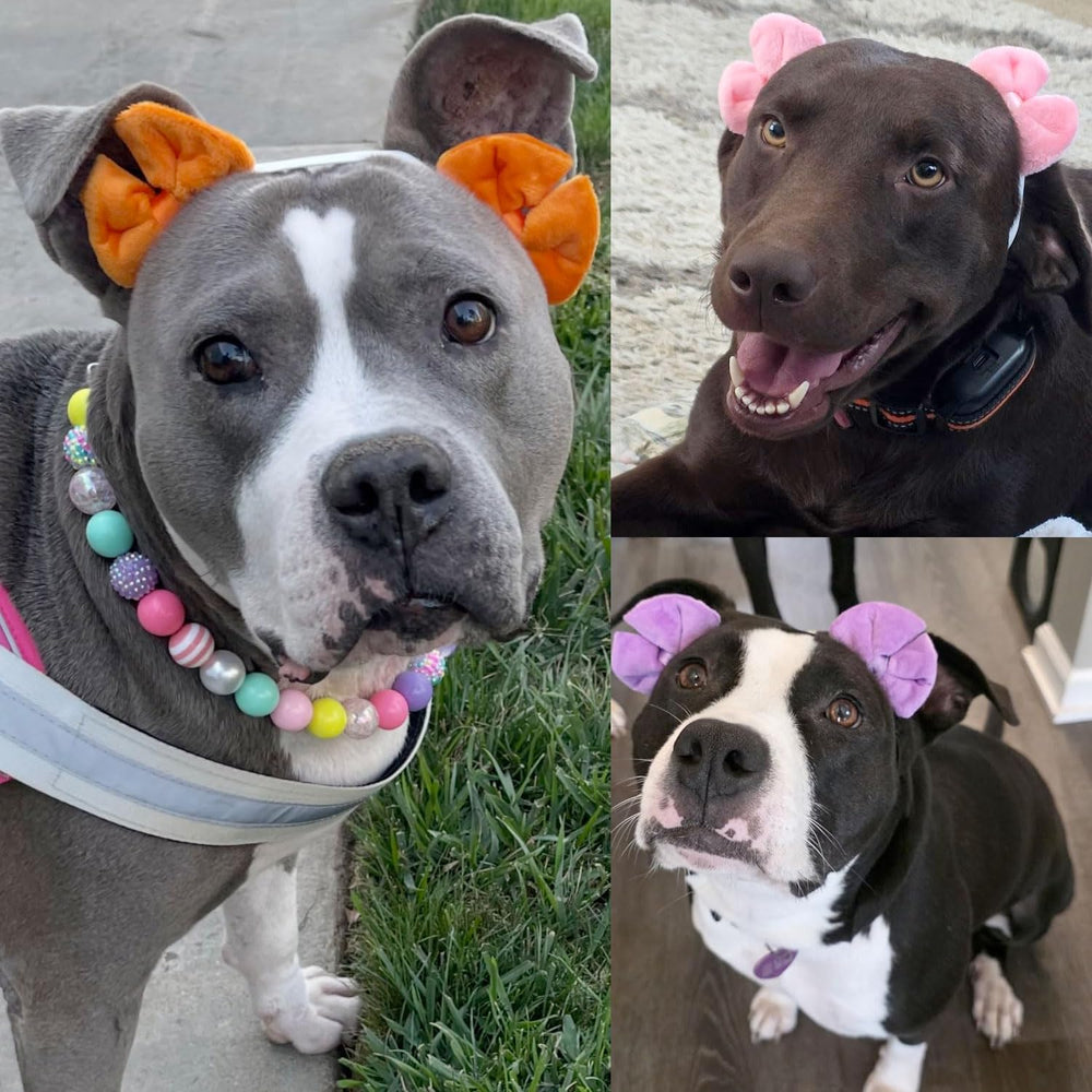 mqajdv dog hair double bow headband orange worn by dog for portraits