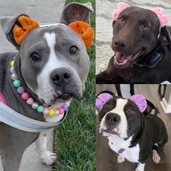 mqajdv dog hair double bow headband orange worn by dog for portraits