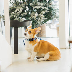 MR.CHUBBYFACE adjustable collar fits 13.5 to 22 inches