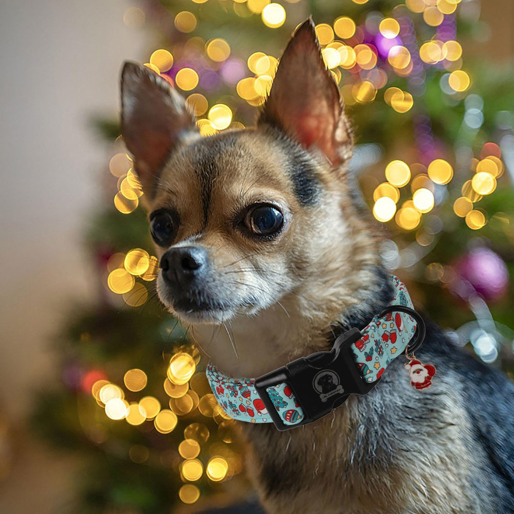 MR.CHUBBYFACE collar shows D-ring and buckle for secure leashing