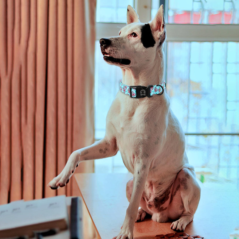 MR.CHUBBYFACE quick-release-buckle helps easy removal during walks.