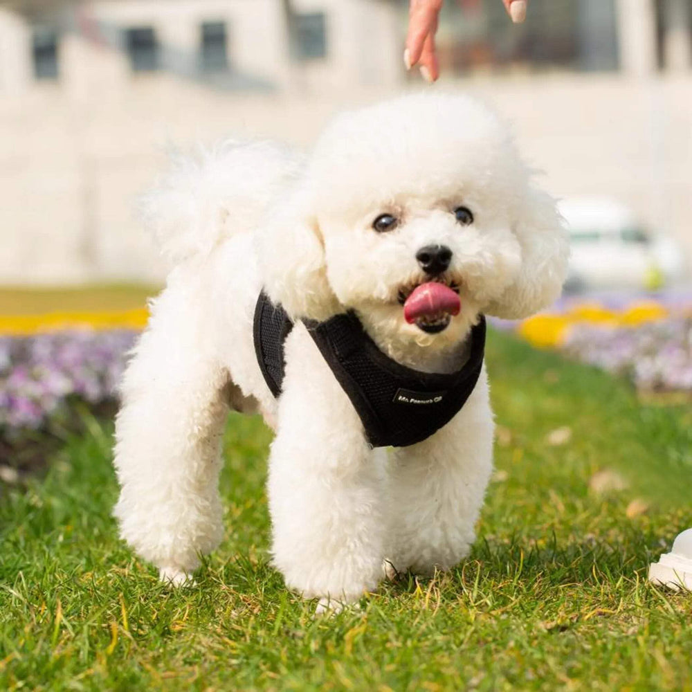 Mr. Peanut's PupTrek XS harness closeup of two D-rings and soft padding for security.