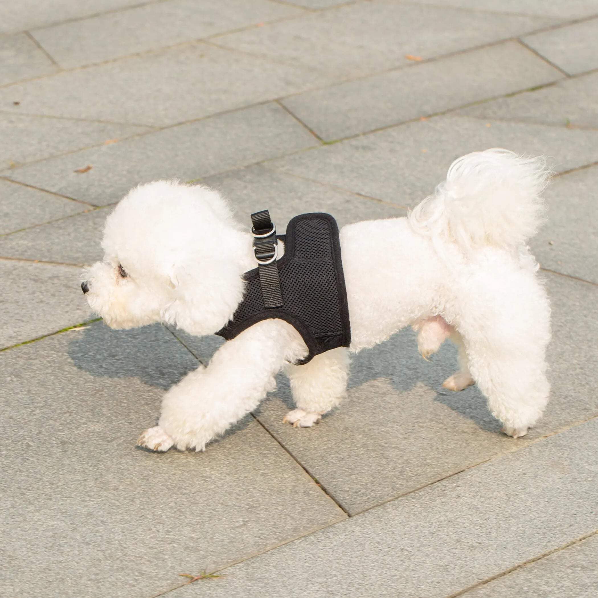 Mr. Peanut's PupTrek XS harness machine washable and air dries after adventures.