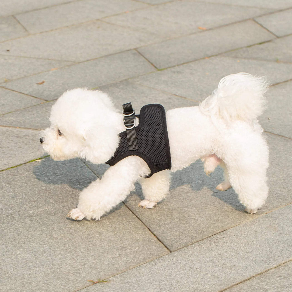 Mr. Peanut's PupTrek XS harness machine washable and air dries after adventures.
