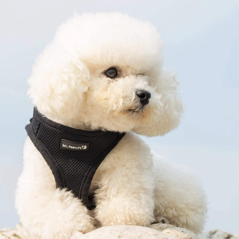 Mr. Peanut's PupTrek XS harness Velcro closure and buckle for quick secure fit.