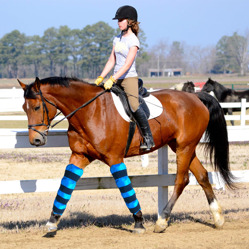 MR.ICE applied to horse hocks for targeted cooling therapy.